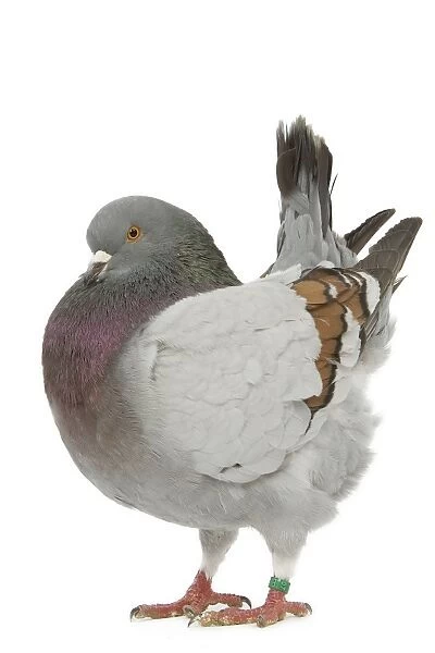 Schietti Blue-barred Cachou Pigeon