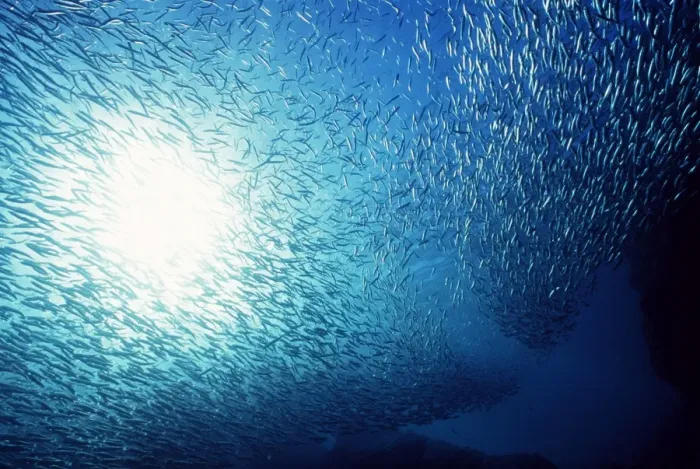 Framed Print : School of Anchovies AU-1147 Framed Print : School of Anchovies AU-1147