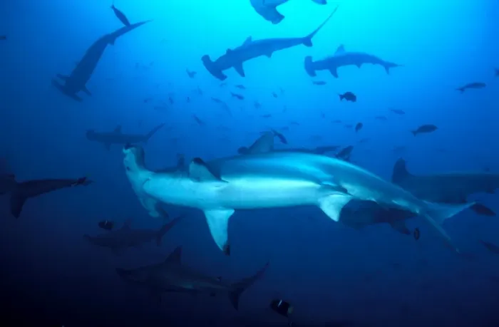 Framed Print : School of Scalloped Hammerhead Sharks. Island of Malpelo Columbia