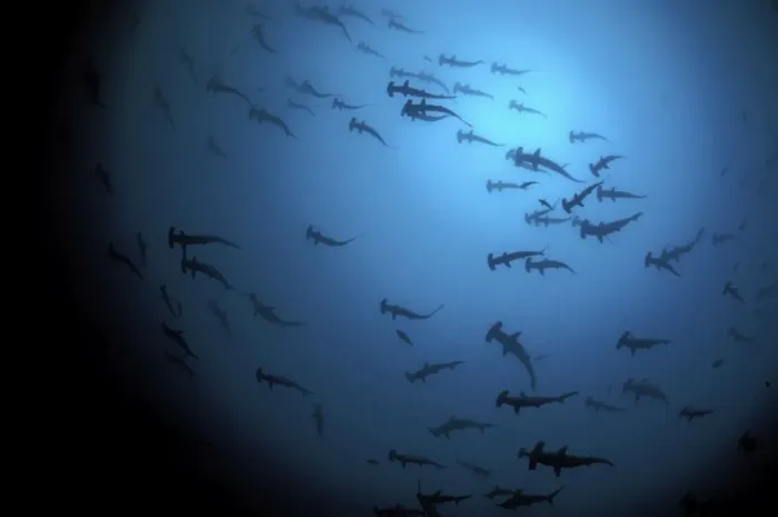 Framed Print : School of Scalloped Hammerhead Sharks. Island of Malpelo Columbia