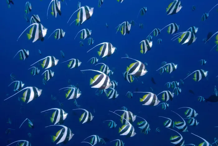 Framed Print : Schooling bannerfish, Raja Ampat Islands Framed Print : Schooling bannerfish, Raja Ampat Islands