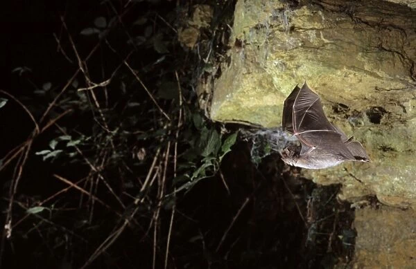 Schreiber's long-fingered bat flying out of a cave (old iron mine) post breading season (end of august) French jura