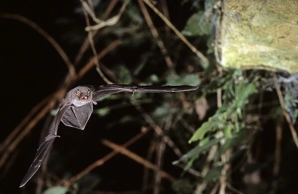 Schreiber's long-fingered bat flying into a cave ( old iron mine) post breading season ( end of august) French jura