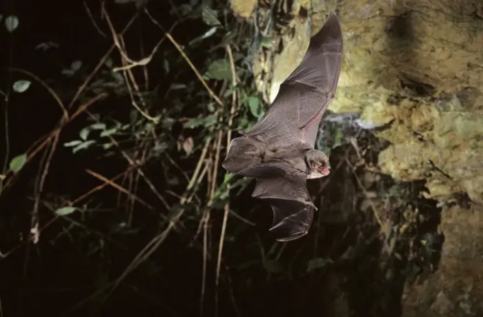 Framed Print : Schreiber's long-fingered bat flying into a cave ( old iron mine) post breading season ( end of august) French jura Framed Print : Schreiber's long-fingered bat flying into a cave ( old iron mine) post breading season ( end of august) French jura