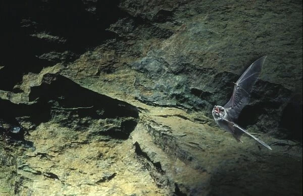 Schreiber's Long-fingered  /  Schreiber's Long-eared  /  Schreiber's Bat flying out of a cave. Post breeding season (september) French jura, France Distribution: SW Europe to China, Africa, Madagascar & Japan