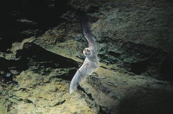 Schreiber's Long-fingered  /  Schreiber's Long-eared  /  Schreiber's Bat flying out of a cave. Post breeding season (september) French jura, France Distribution: SW Europe to China, Africa, Madagascar & Japan