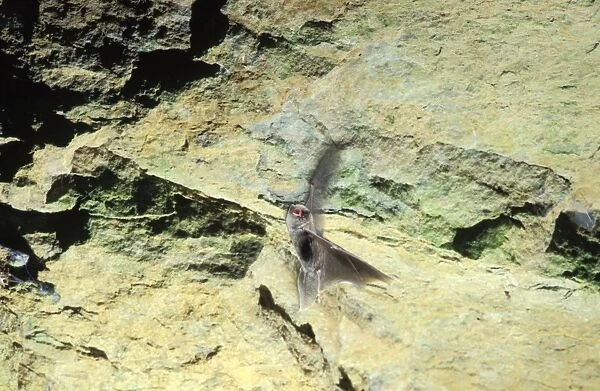 Schreiber's Long-fingered  /  Schreiber's Long-eared  /  Schreiber's Bat flying out of a cave. Post breeding season (end of august) French jura, France Distribution: SW Europe to China, Africa, Madagascar & Japan