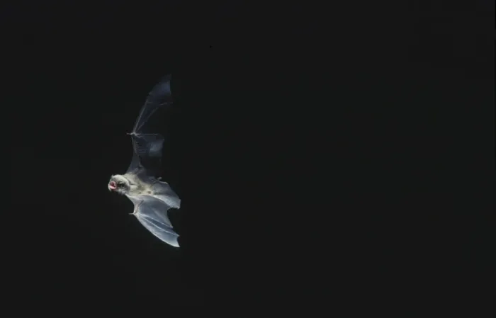 Framed Print : Schreiber's Long-fingered / Schreiber's Long-eared / Schreiber's Bat flying out of a cave. Post breeding season (september) French jura, France Distribution: SW Europe to China, Africa, Madagascar & Japan Framed Print : Schreiber's Long-fingered / Schreiber's Long-eared / Schreiber's Bat flying out of a cave. Post breeding season (september) French jura, France Distribution: SW Europe to China, Africa, Madagascar & Japan