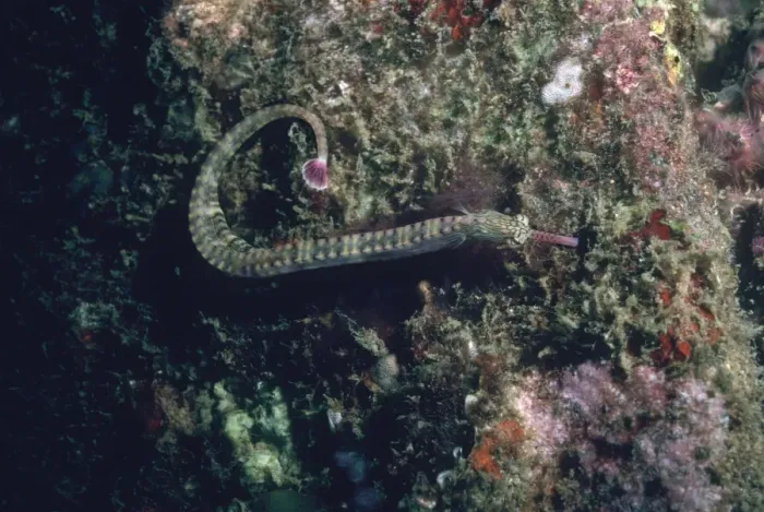 Framed Print : Schultz's Pipefish - Camouflaged against alga covered wall. China Straight. Papua New Guinea, Indonesia PIP-005 Framed Print : Schultz's Pipefish - Camouflaged against alga covered wall. China Straight. Papua New Guinea, Indonesia PIP-005