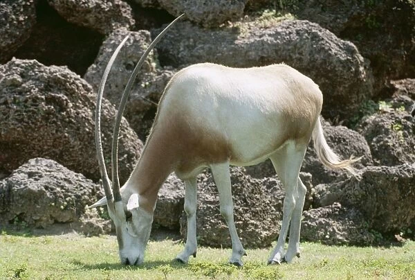 Scimitar Horned Oryx KEL 1220 Northern Sahara, North Africa Oryx dammah © Ken Lucas  /  ARDEA LONDON