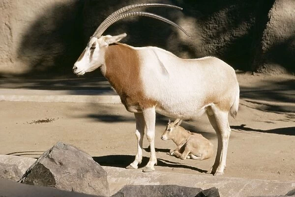 Scimitar Horned Oryx KF 1067 Oryx dammah © Kenneth W. Fink  /  ARDEA LONDON