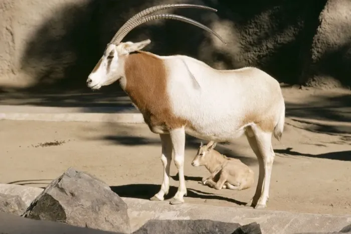 Framed Print : Scimitar Horned Oryx KF 1067 Oryx dammah © Kenneth W. Fink / ARDEA LONDON Framed Print : Scimitar Horned Oryx KF 1067 Oryx dammah © Kenneth W. Fink / ARDEA LONDON