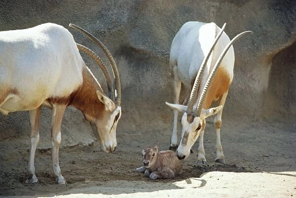 Scimitar-Horned Oryx - with new born young