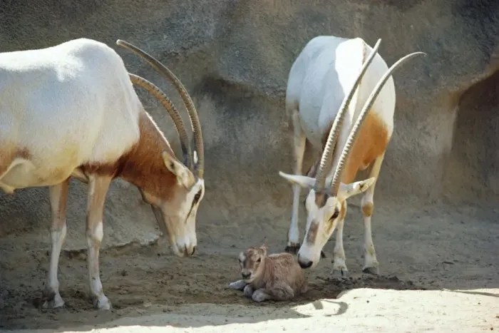 Framed Print : Scimitar-Horned Oryx - with new born young Framed Print : Scimitar-Horned Oryx - with new born young