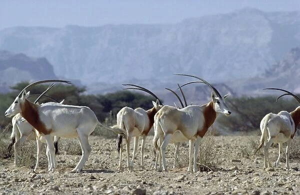 Scimitar-horned Oryx - Northern Africa JPF16510