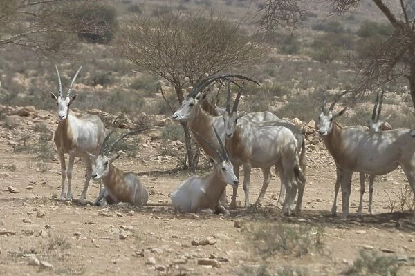 Scimitar Horned Oryx - Reintroduced to Bou Hedma National Park in 1993, Tunisia, North Africa
