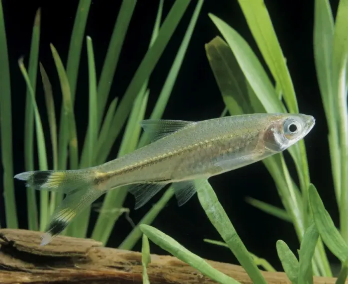 Framed Print : Scissortail Rasbora / Three-lined Rasbora Freshwater Aquarium Fish S. E. Asia Framed Print : Scissortail Rasbora / Three-lined Rasbora Freshwater Aquarium Fish S. E. Asia