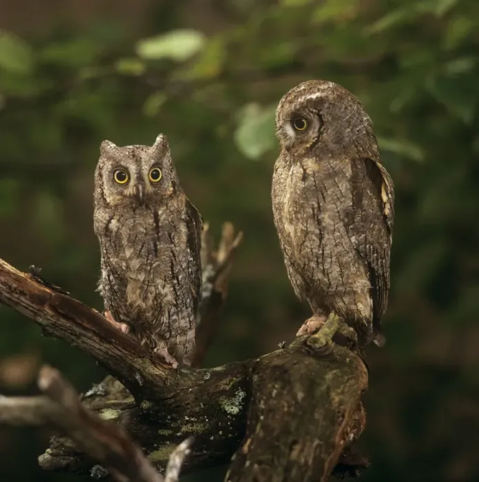Framed Print : Scops Owl - pair Framed Print : Scops Owl - pair