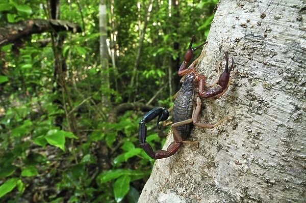 Scorpion - Ankarana National Park - Northern Madagascar