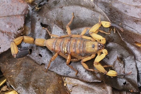 Scorpion Costa Rica