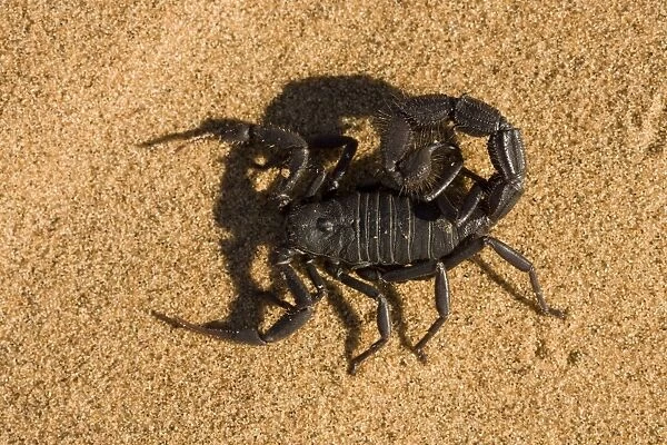 Scorpion Defensively flattend to the ground with venom on the tip of the tail Namib Dune Belt, Namibia, Africa