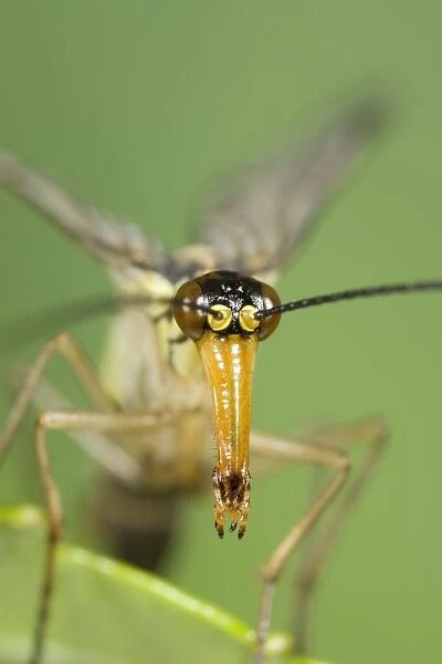 Scorpion Fly - detail of elongated snout Norfolk UK