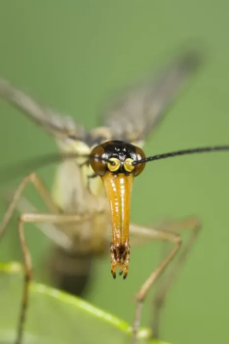 Framed Print : Scorpion Fly - detail of elongated snout Norfolk UK Framed Print : Scorpion Fly - detail of elongated snout Norfolk UK
