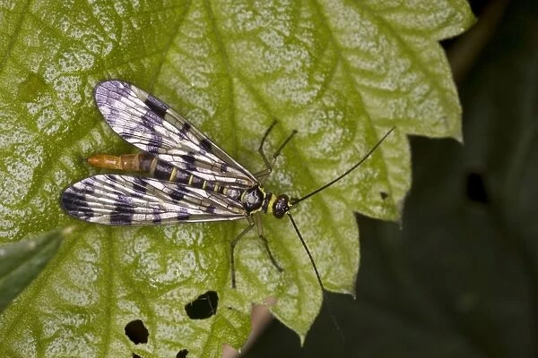 Scorpion fly - Female (Panorpa meridionalis) on leaf, France