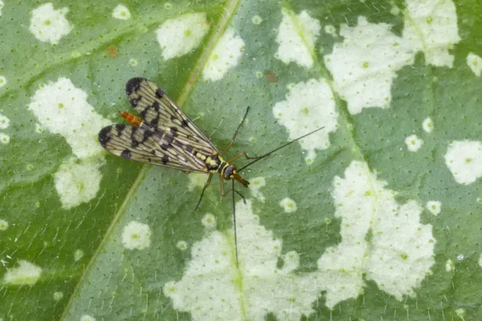 Framed Print : Scorpion Fly Panorpa germanica Essex, UK IN000456 Framed Print : Scorpion Fly Panorpa germanica Essex, UK IN000456