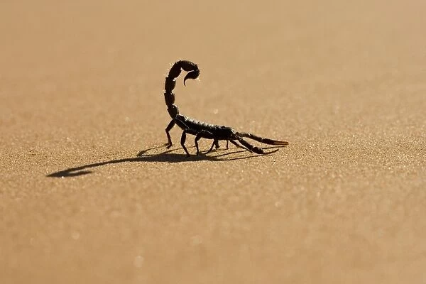 Scorpion Hunting on hot desert sands Namib Dune Belt, Namibia, Africa