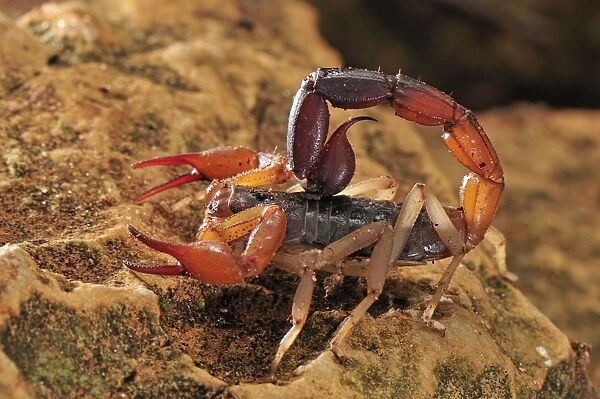 Scorpion - Montagne des Francais Reserve - Antsiranana - Northern Madagascar