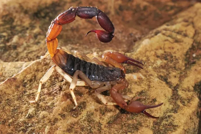 Framed Print : Scorpion - Montagne des Francais Reserve - Antsiranana - Northern Madagascar Framed Print : Scorpion - Montagne des Francais Reserve - Antsiranana - Northern Madagascar