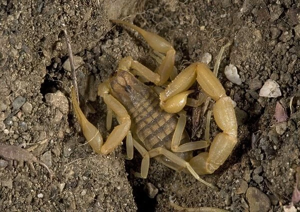 Scorpion. Rhodes, Greece