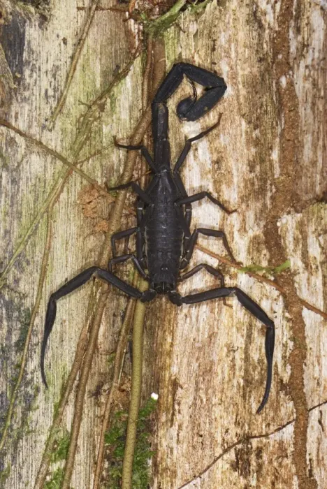 Framed Print : Scorpion San Cipriano Reserve, Cauca, Colombia Framed Print : Scorpion San Cipriano Reserve, Cauca, Colombia