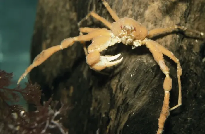 Framed Print : Scorpion Spider Crab - missing a claw Europe coasts