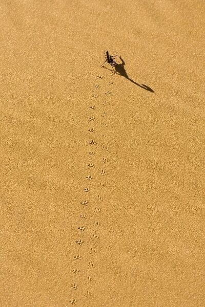 Scorpion Tracks on yellow dune sand leading to long shadow Namib Dune Belt, Namibia, Africa