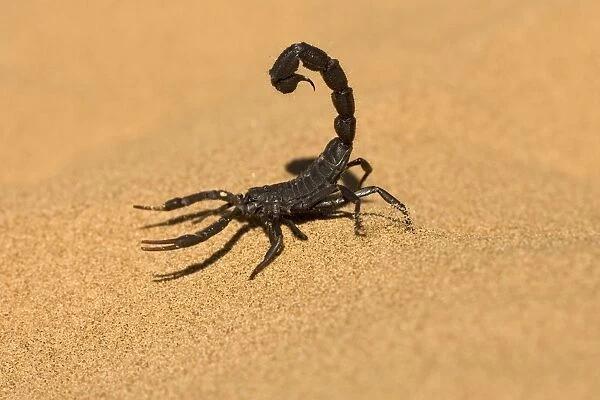 Scorpion Walking on dune sand with tail raised Namib Dune Belt, Namibia, Africa