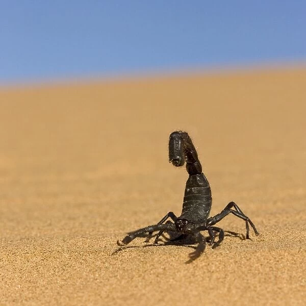 Scorpion Walking over rippled dune sand with a blue sky in the background Namib Dune Belt, Namibia, Africa