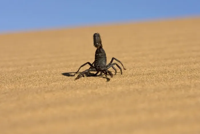 Framed Print : Scorpion Walking over rippled dune sand with a blue sky in the background Namib Dune Belt, Namibia, Africa Framed Print : Scorpion Walking over rippled dune sand with a blue sky in the background Namib Dune Belt, Namibia, Africa
