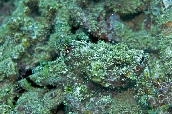 Scorpionfish - well camouflaged. Fiji