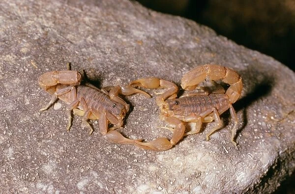 Scorpions - mating dance