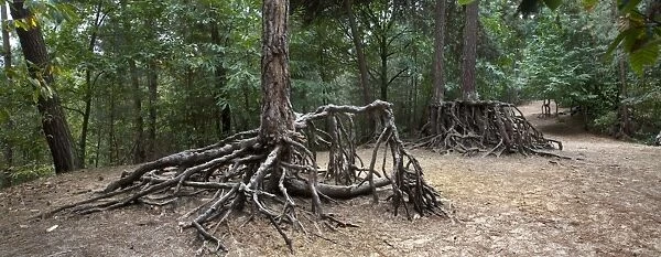 Scotch Pine Tree - roots in sand with erosion - Belgium