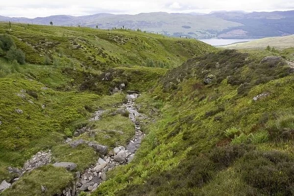 Scotland - Ben Lawers National Nature Reserve, showing rich growth of varied flora following fencing out of deer and sheep. Heavily grazed areas can be seen in background
