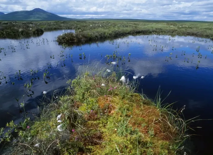 Framed Print : Scotland - bog pools with Cotton Grass, Sphagnum moss, cross-leaved heath. Flow Country at Forsinard, North East Scotland Framed Print : Scotland - bog pools with Cotton Grass, Sphagnum moss, cross-leaved heath. Flow Country at Forsinard, North East Scotland