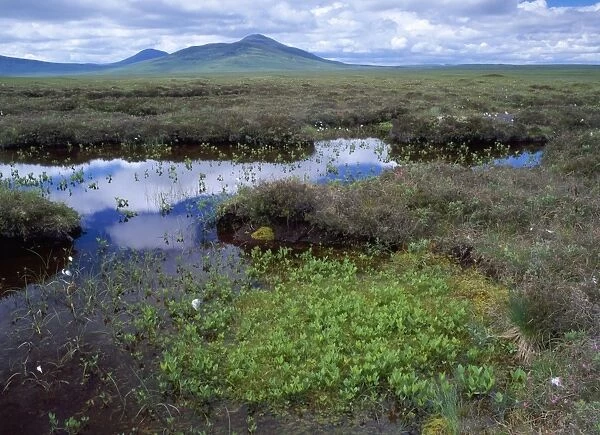 Scotland - bog pools with Cotton Grass, Spagnum, Cross-leaved heath. flow country at Forsinard, Norht East Scotland