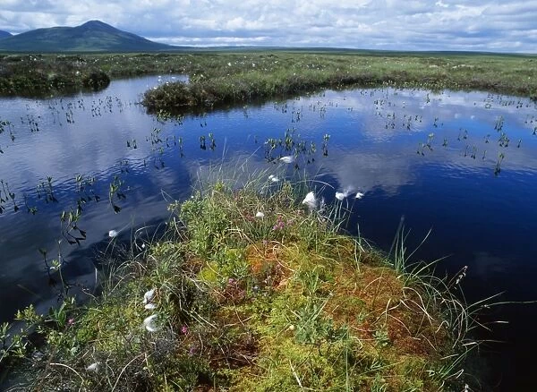 Scotland - bog pools with Cotton Grass, Sphagnum moss, cross-leaved heath. Flow Country at Forsinard, North East Scotland