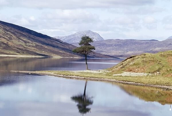 Scotland - tree refelection Loch Luichart, Ross & Cromarty