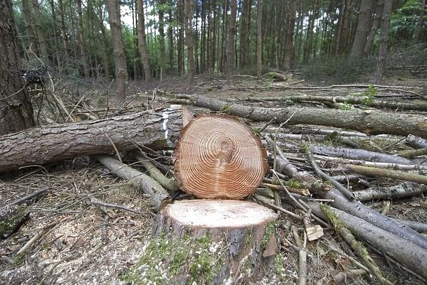 Scots and Corsican Pine Trees - felled showing tree rings