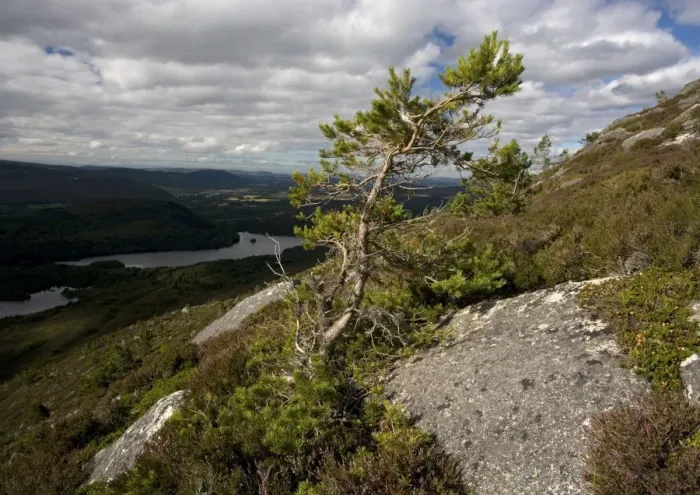 Framed Print : Scots Pine Framed Print : Scots Pine