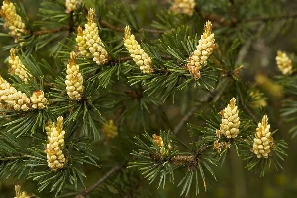 Scots Pine in flower